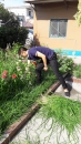 除去雜草，美化家園。