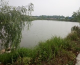 臨近端午，總經(jīng)理劉月琴組織人員農(nóng)莊采摘。