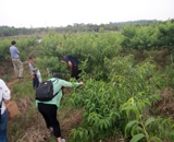 臨近端午，總經(jīng)理劉月琴組織人員農(nóng)莊采摘。